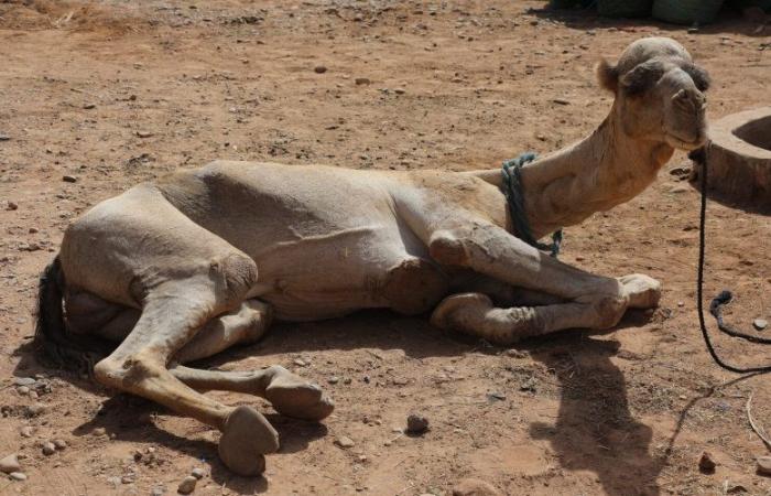 In Marokko dezimiert eine mysteriöse Krankheit die Zahl der Kamele