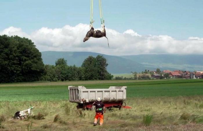 Die Schweiz wird für ihre Wolfsregulierung ausgezeichnet – rts.ch