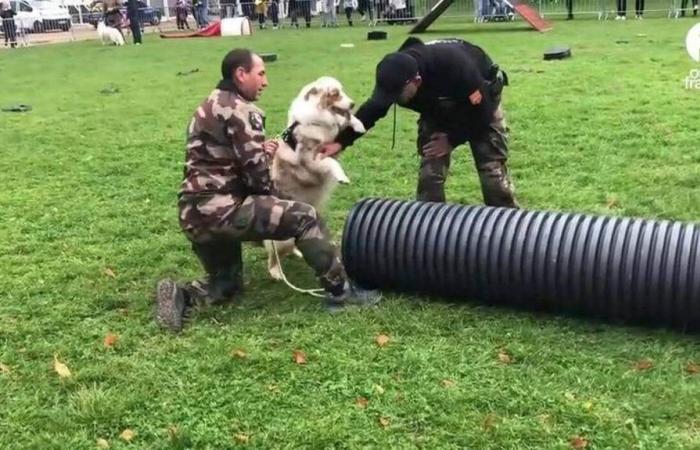 VIDEO. Hündchen feiern den Hundetag in Falaise