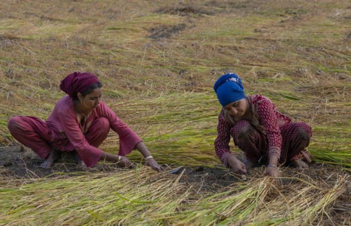 Die Rückkehr Indiens auf den Reismarkt drückt die Preise