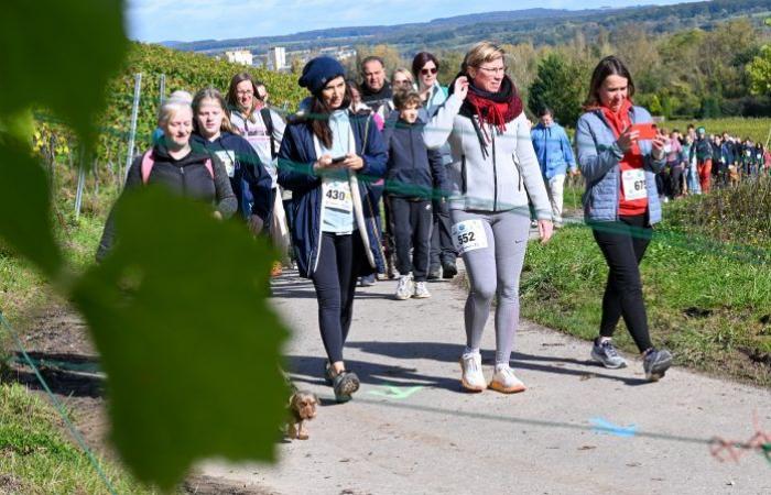 [En images] Ein Weg durch die Weinberge der Mosel