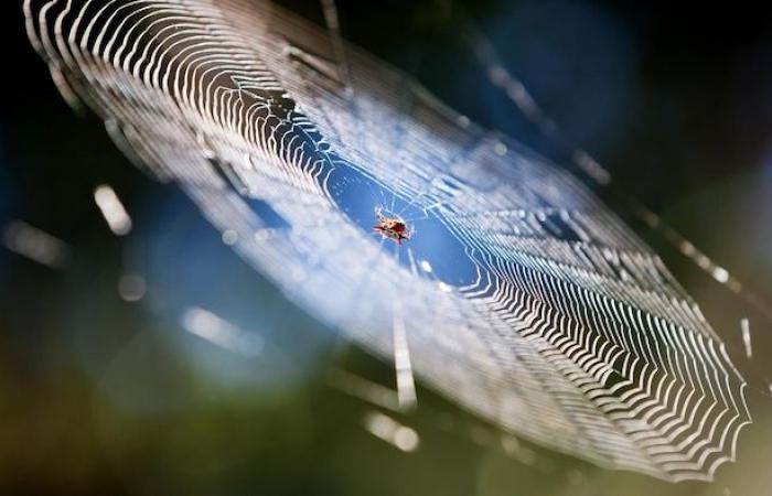 Gibt es im Herbst mehr Spinnen in British Columbia?