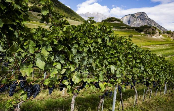 „Die UNO des Weins“ fordert eine nachhaltige Entwicklung der Rebe