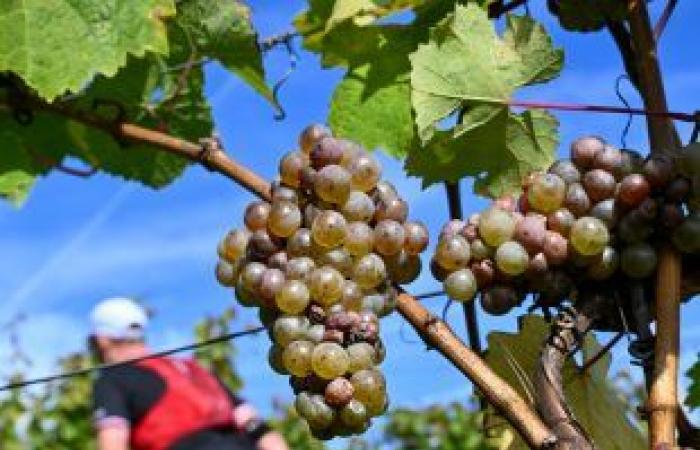 [En images] Ein Weg durch die Weinberge der Mosel