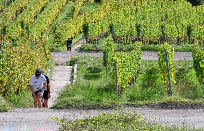 [En images] Ein Weg durch die Weinberge der Mosel