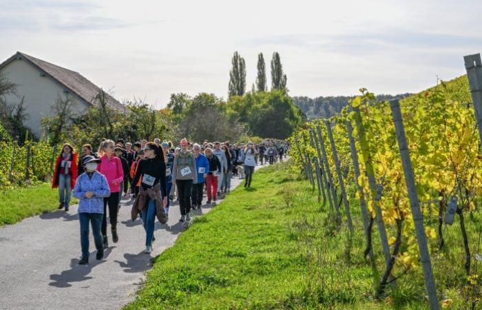 [En images] Ein Weg durch die Weinberge der Mosel