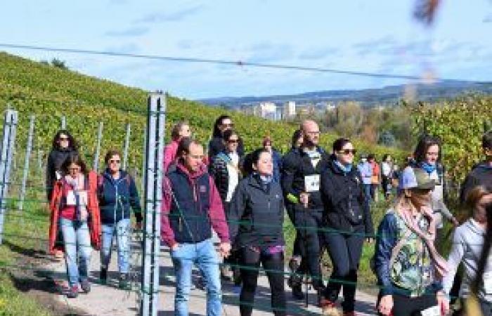 [En images] Ein Weg durch die Weinberge der Mosel