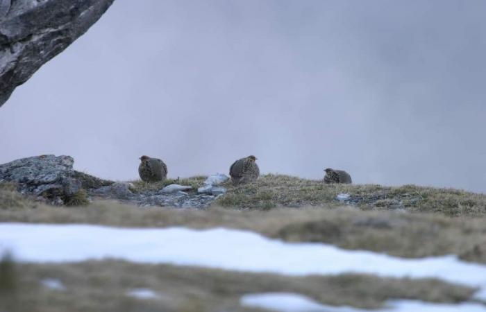 Hautes-Pyrénées / Haute-Garonne – Rebhuhn: Neuer Rückschlag für One Voice