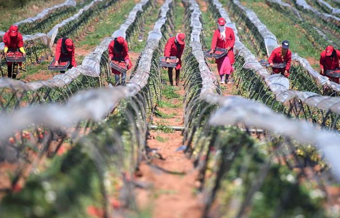 Die marokkanische Regierung erhöht die Unterstützung für Landwirte zur Bewältigung der Dürre