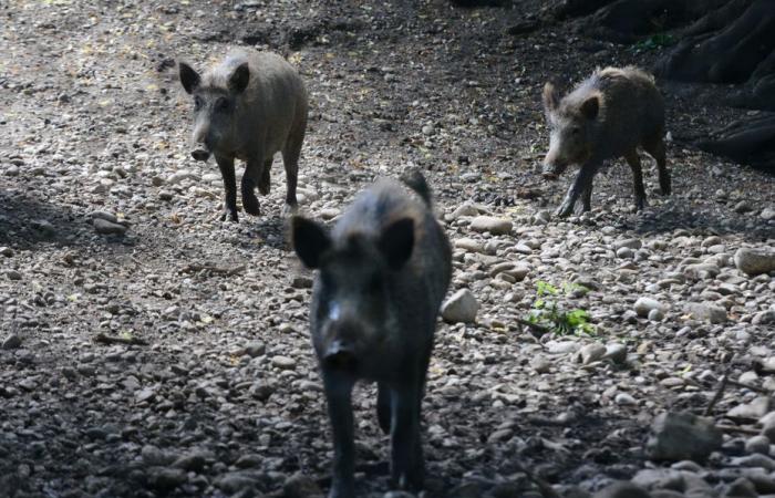 Zwölf Wildschweine verursachen im Ärmelkanal auf der A84 einen Unfall