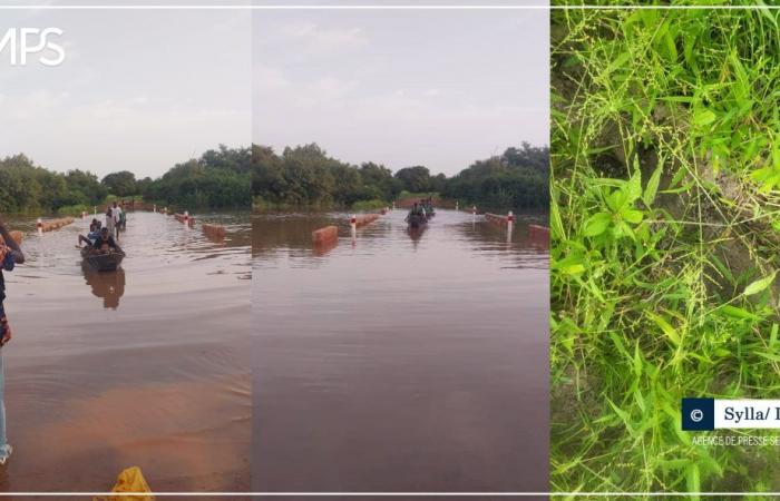 SENEGAL-UMWELT / Missirah: Nilpferdbewegungen außerhalb des Gambia-Flusses in Badi gemeldet (Agent) – Senegalesische Presseagentur