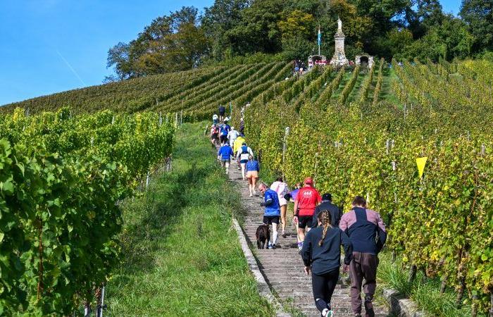 [En images] Ein Weg durch die Weinberge der Mosel