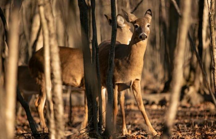 Longueuil erhält die Erlaubnis, im Michel-Chartrand-Park Hirsche zu schlachten