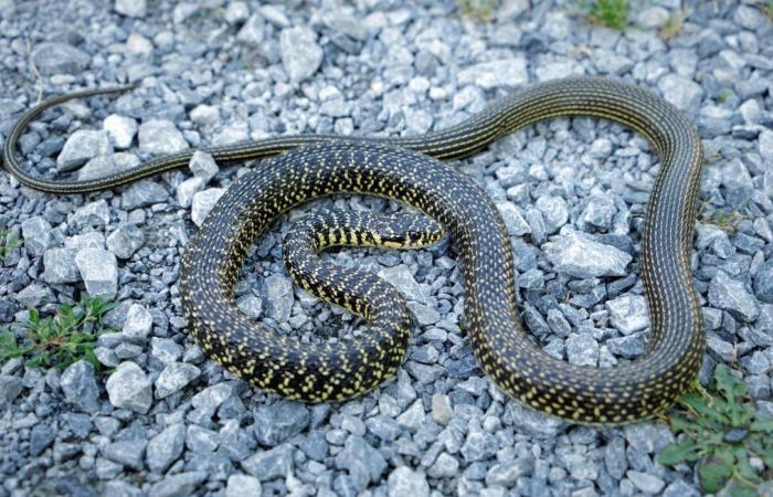 Eine Schlange, die in einem Garten in Saint-Barthélemy-d’Anjou gefunden wurde