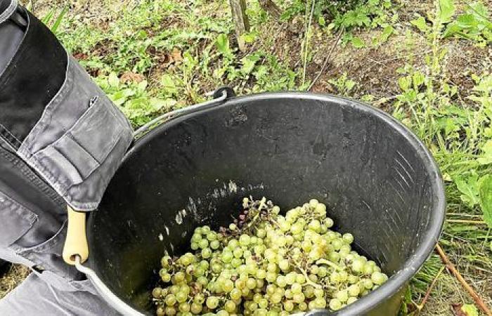 Vor welchen Herausforderungen stehen die Weinberge rund um den Golf von Morbihan?