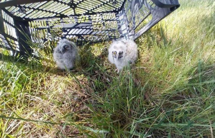 neuer regionaler Dienst zum Schutz der Tierwelt ⋆ Savoir Animal