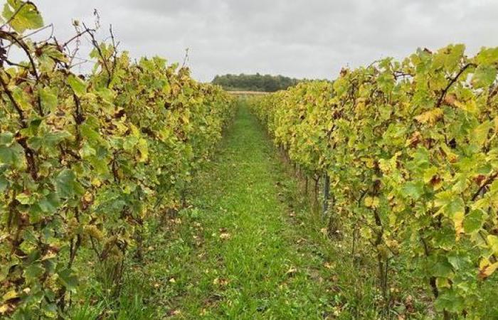 „Die Temperaturen in Hauts-de-France sind völlig passend“: Wenn der Klimawandel den Weinbau nach Norden drängt