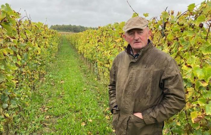 „Die Temperaturen in Hauts-de-France sind völlig passend“: Wenn der Klimawandel den Weinbau nach Norden drängt