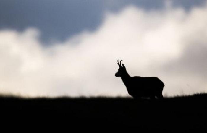 Freiburg will die Auswirkungen von Freizeitaktivitäten auf die Tierwelt begrenzen