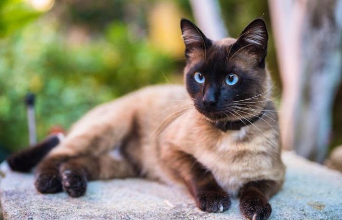 Genf: Ihre Katze stirbt, sie wird jedoch von den Ermittlungen ausgeschlossen