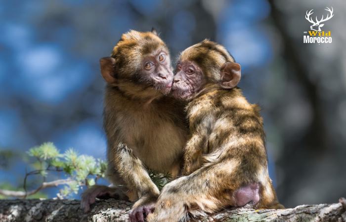 Abdelghani Mida zeigt die Tierwelt Marokkos [Portrait]