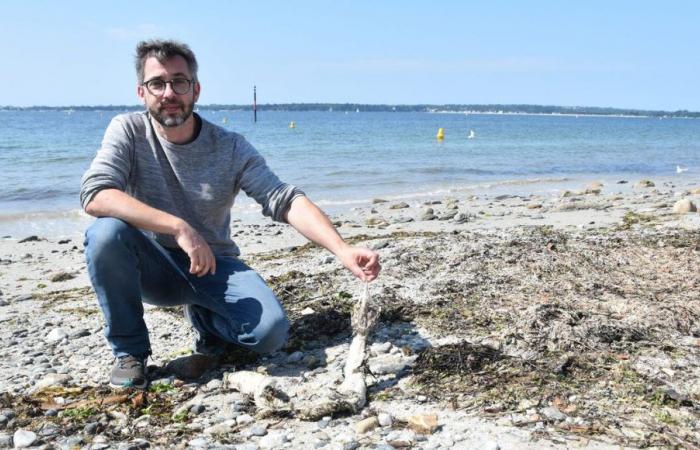 Kongress: Eine unbekannte Mikroalge war der Ursprung der Strandungen Ende August im Finistère