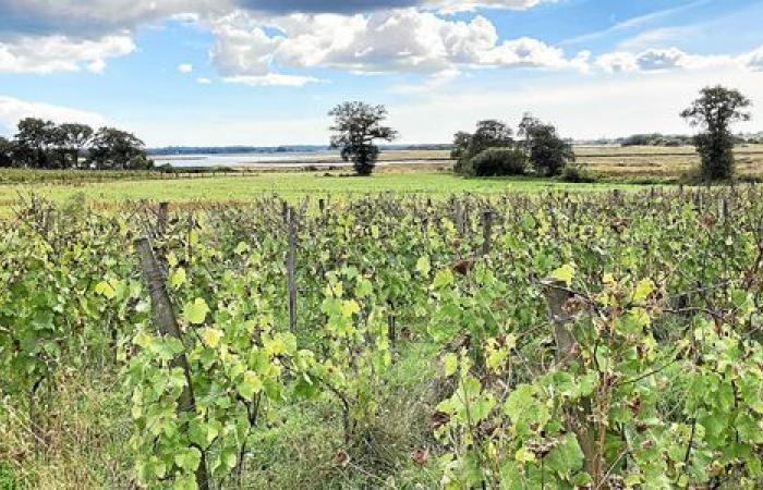 Vor welchen Herausforderungen stehen die Weinberge rund um den Golf von Morbihan?