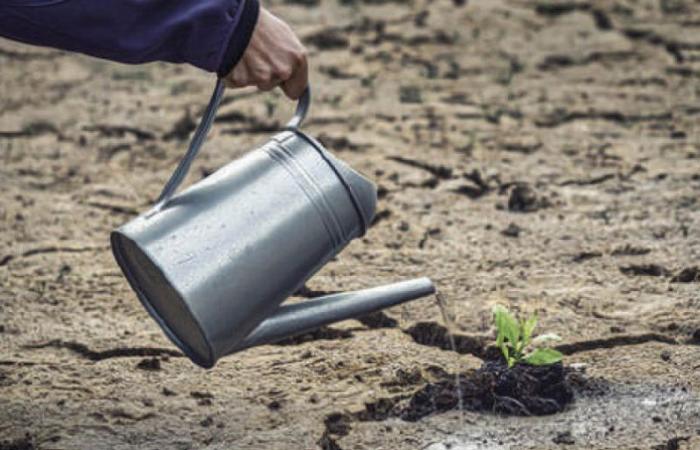 Dürre: Auf dem Weg zu einem neuen landwirtschaftlichen Notfallplan?