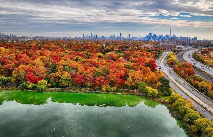 Weniger leuchtendes Laub aufgrund des warmen Herbstes