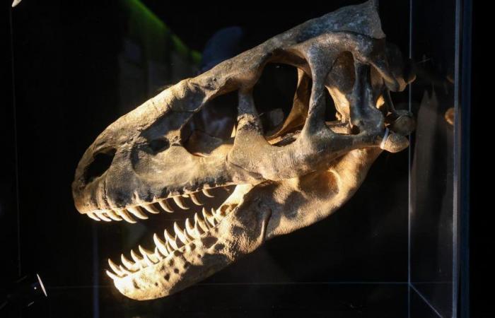 Ist Öl wirklich aus dem Zerfall von Dinosauriern entstanden?