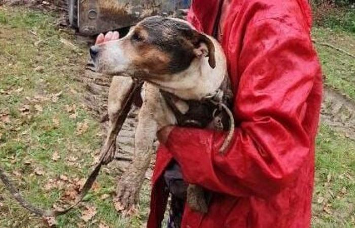 Feuerwehrleute der Dordogne retten Bueno, den Hund, der in einem Rohr feststeckt, mit einem mechanischen Bagger