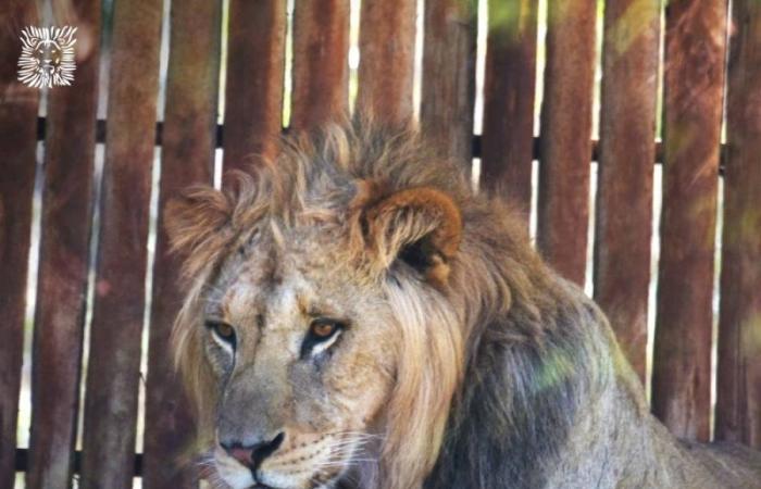 Unveröffentlicht: Ein Atlas-Löwenjunges zum Entdecken im Rabat-Zoo