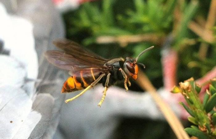 Mit Nestern, die „13.000 Individuen“ beherbergen können, sind Asiatische Hornissen in den Niederrhein eingedrungen