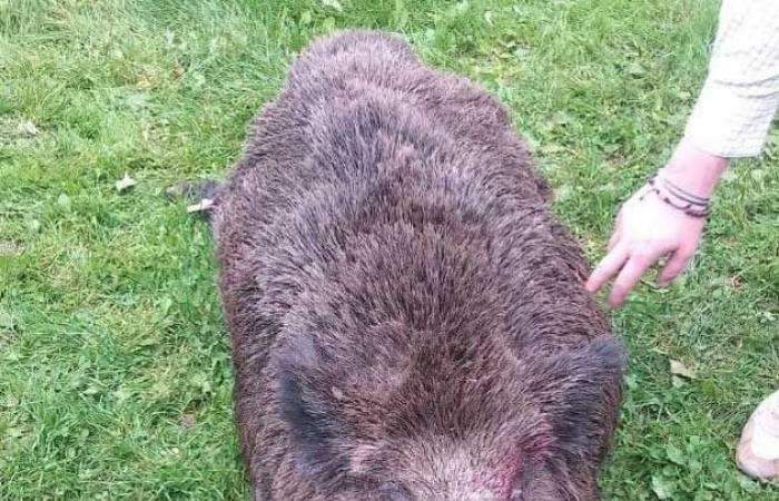 ein 180 kg schweres Wildschwein, das während eines Jagdausflugs in Ille-et-Vilaine gefangen wurde