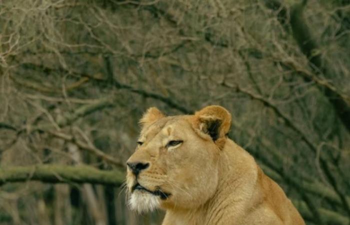 Unveröffentlicht: Ein Atlas-Löwenjunges zum Entdecken im Rabat-Zoo