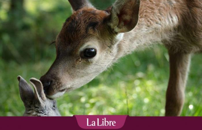 Vier Jahre auf den Spuren des „Kleinen Prinzen“ des Waldes