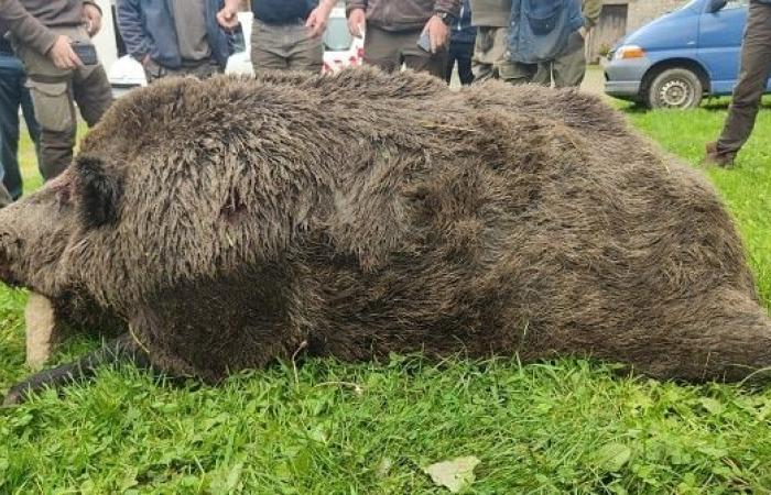 ein 180 kg schweres Wildschwein, das während eines Jagdausflugs in Ille-et-Vilaine gefangen wurde