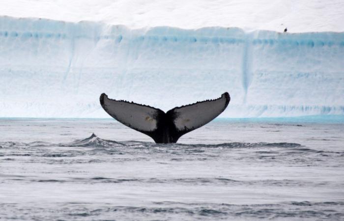 Paul Watson beantragt politisches Asyl in Frankreich