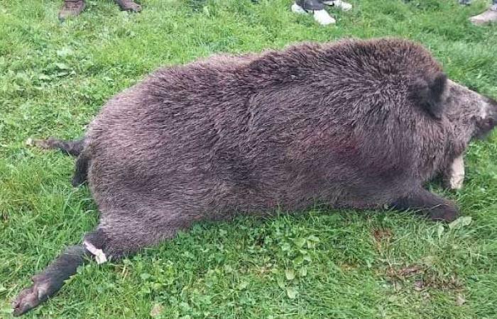 ein 180 kg schweres Wildschwein, das während eines Jagdausflugs in Ille-et-Vilaine gefangen wurde