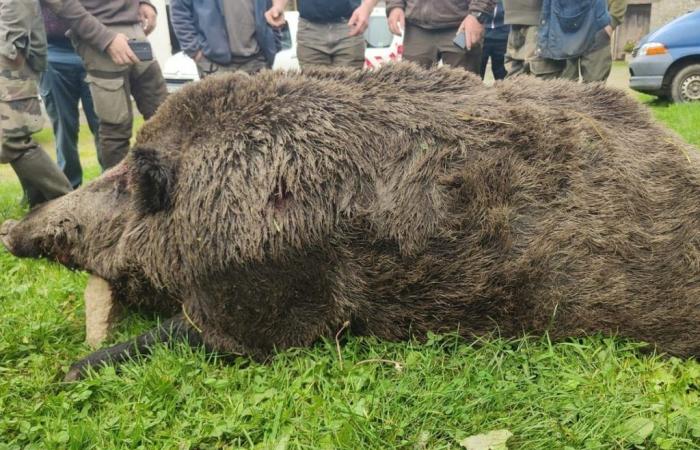 ein 180 kg schweres Wildschwein, das während eines Jagdausflugs in Ille-et-Vilaine gefangen wurde