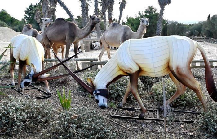 Ein Laternenfest zur Feier des 50-jährigen Bestehens des Afrikanischen Reservats