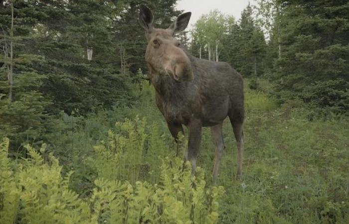 Strafanzeige gegen zwei Gaspé-Jäger