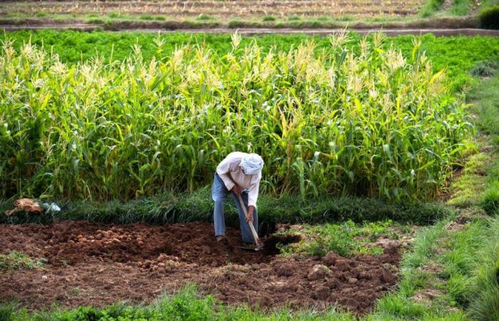 Marokko wurde in Rom zum Mitglied des Lenkungsausschusses des Globalen Rahmens gegen Wasserknappheit in der Landwirtschaft gewählt