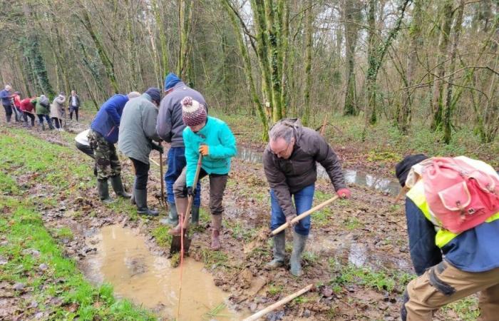 Eine Verbindung zur Artenvielfalt in den Wäldern der nördlichen Haut-Marne