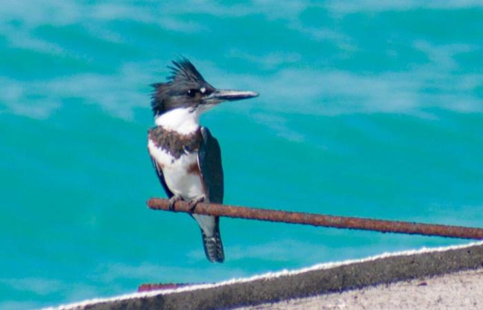 Dieser Vogel taucht unter Wasser, um Falken zu entkommen!