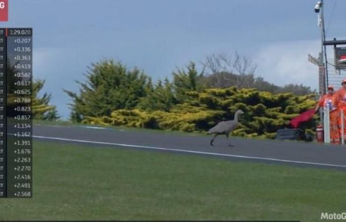 MotoGP, Australien J1: Gänse, Kaninchen … Fahrer treffen auf der Strecke von Phillip Island auf Tiere