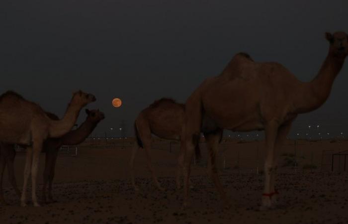 Die schönsten Bilder des Supermonds aus aller Welt