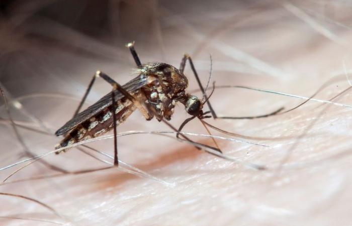 Dengue-Fieber wird auf Martinique überwacht