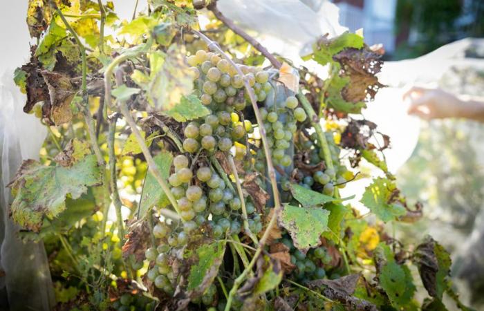 (Sehr ernste) Ermittlungen wegen selbst hergestelltem Alkohol