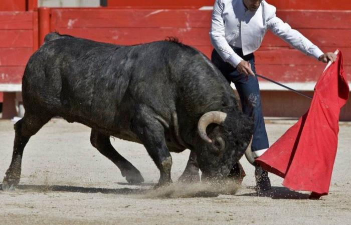 ABENDFAKT Ein Toro für einen Kindheitstraum